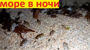 Ночное море