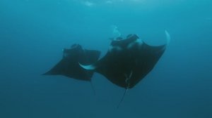 Социальная жизнь СКАТОВ