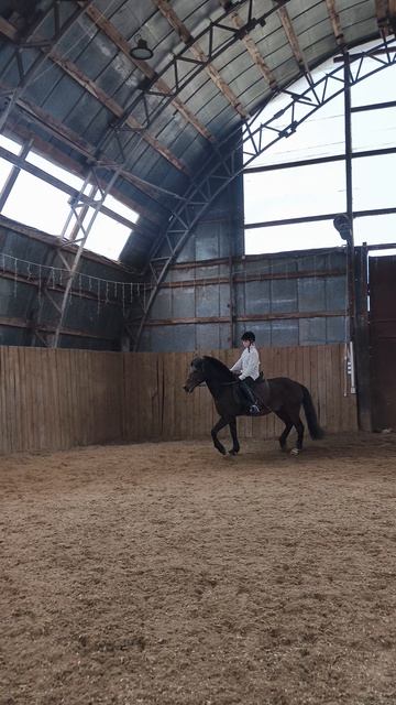 София и Аквилон, замечательная строевая рысь по стенке в манеже.