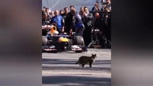 Хвостатый ревизор: уличная кошка вышла на трассу Формулы-1 и затмила пилотов.

В Стамбуле