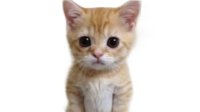 мой мемы в чикен гане 3