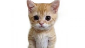 мой мемы в чикен гане 3