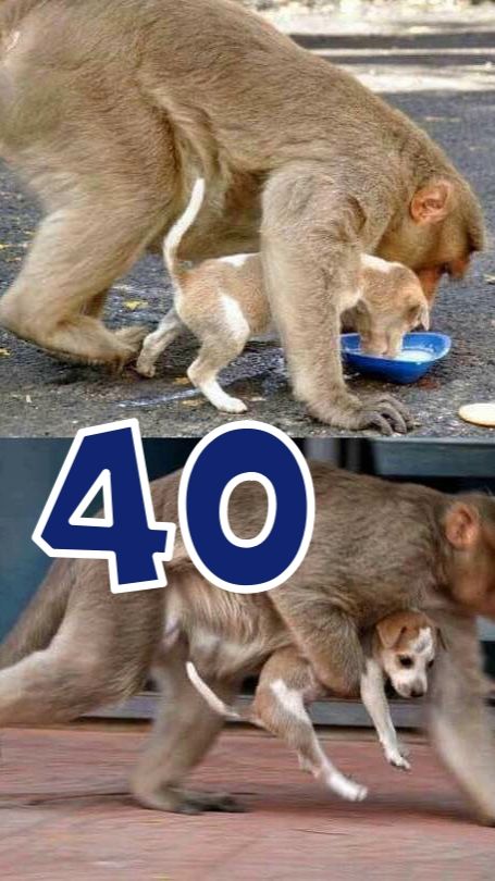 ЗАЧЕМ БАБУИНЫ ВОРУЮТ ЩЕНКОВ - КОРОТКИЕ ИНТЕРЕСНЫЕ ФАКТЫ #40