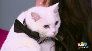 Кошка рядом - одиночества нет. Жить здорово! Фрагмент выпуска от 29.04.2026