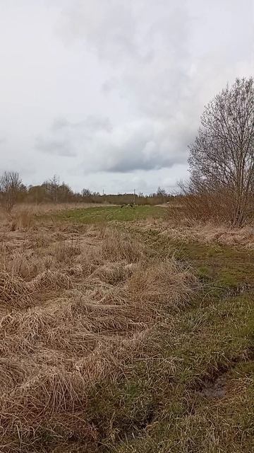 Ловил я Аиста в объектив телефона 25.04.26