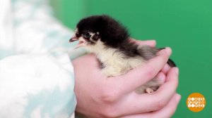 Ну что, вылупились? Доброе утро. Фрагмент выпуска от 29.04.2026