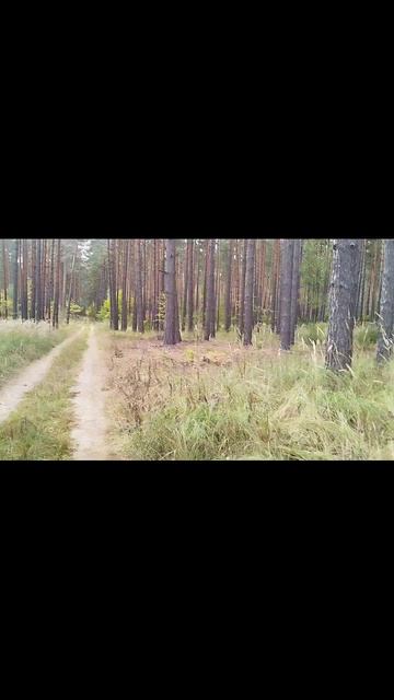 сосновый бор