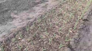 Как взошел чеснок на 29 апреля