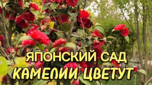 Краснодар 2026. Цветение камелии в Японском саду ✅