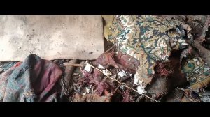 разбираем заброшенный дом и участок 4