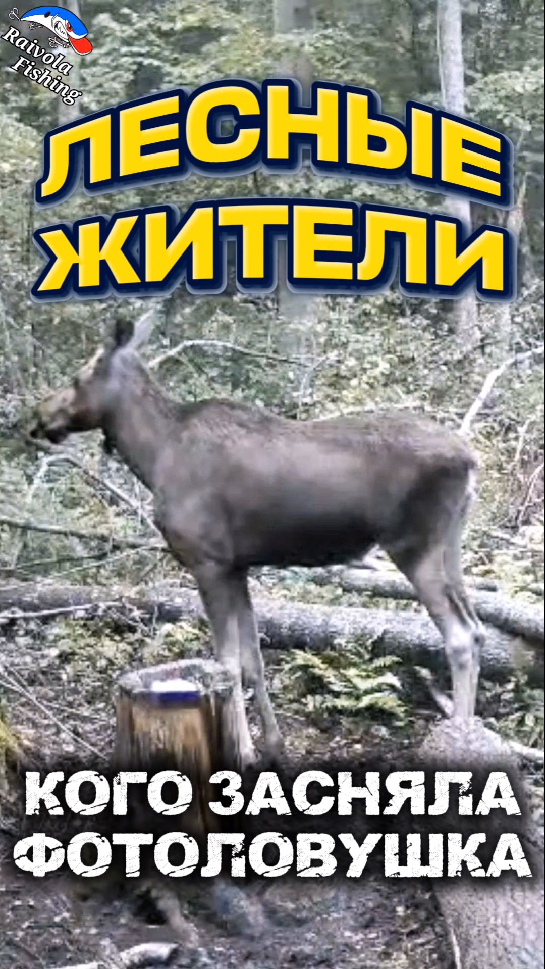 КОГО ЗАСНЯЛА ФОТОЛОВУШКА?