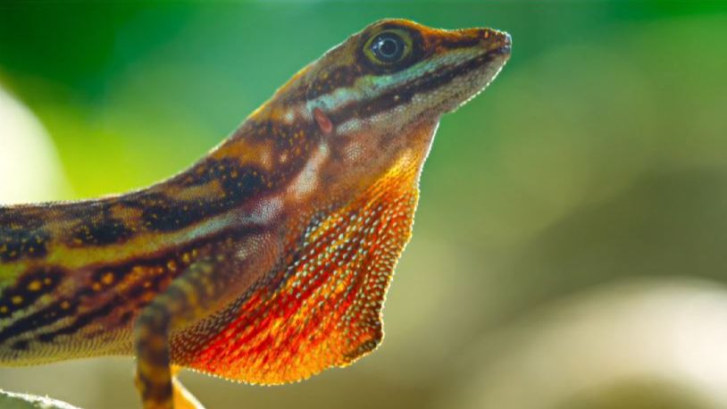 🦎 Серебряное дыхание: Как анолис перехитрил смерть