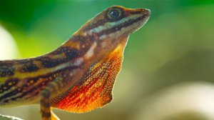 🦎 Серебряное дыхание: Как анолис перехитрил смерть