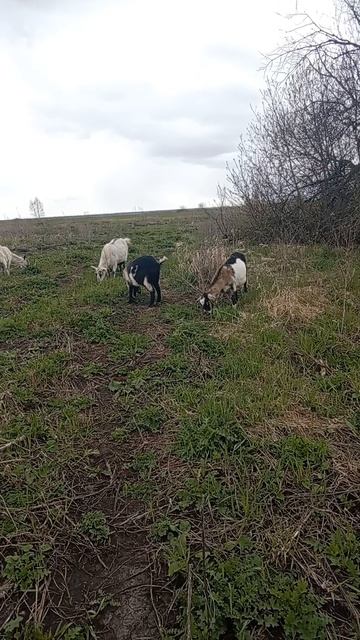 козы на прогулке