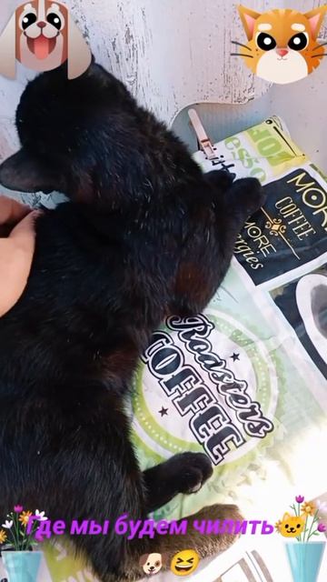 Где мы будем чилить🐶🐱😅