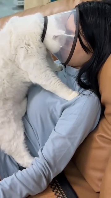 Забавные котейки.Ржач до слёз: