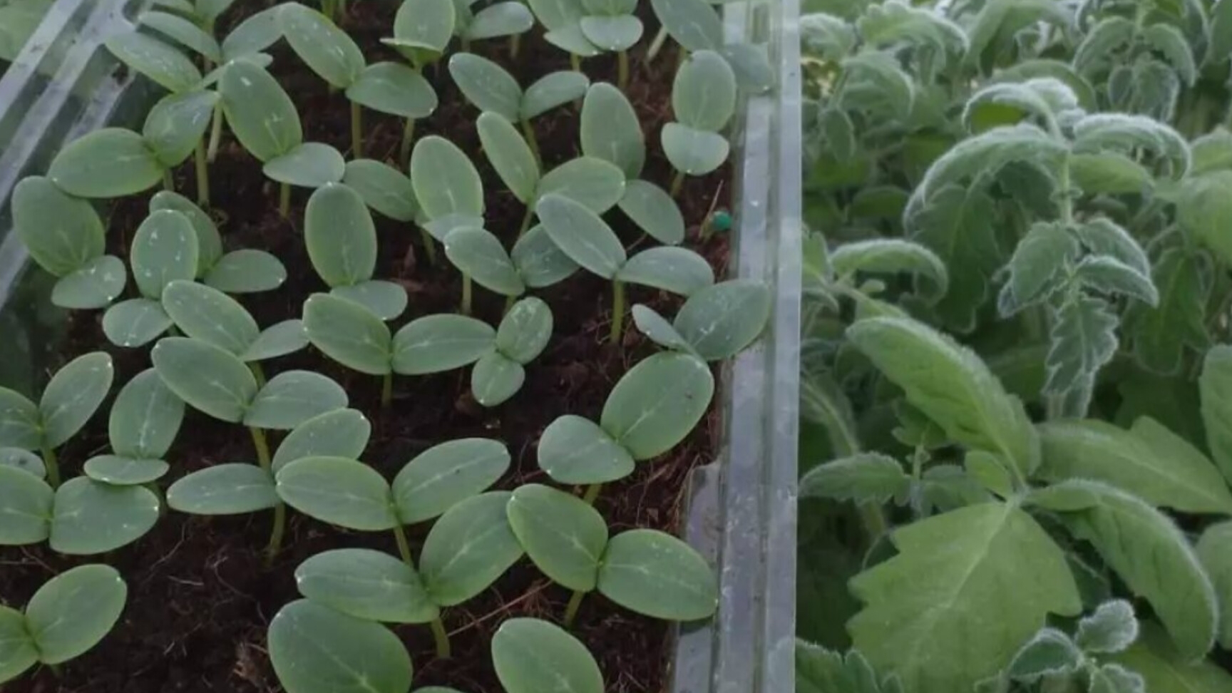 Толстая рассада в тесном ящике