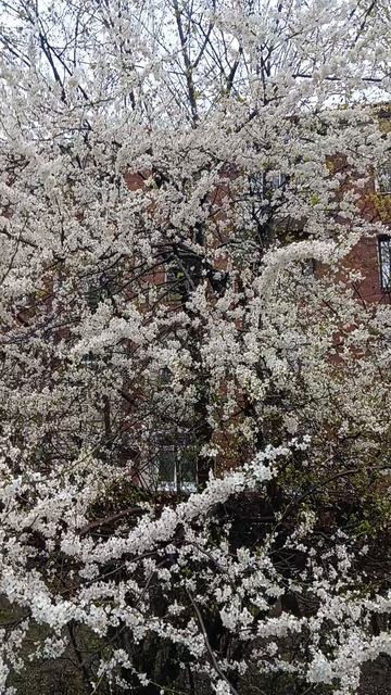 Снег и цветы, один день в Москве, см описание, это предложение оказания услуг, нужно, обращайтесь,