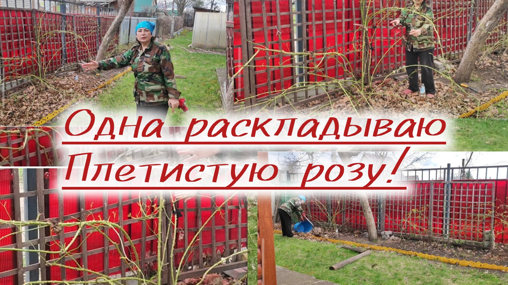 Плетистая роза на опоре как я это делаю.