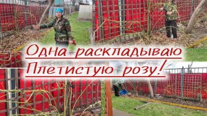 Плетистая роза на опоре, как я это делаю.