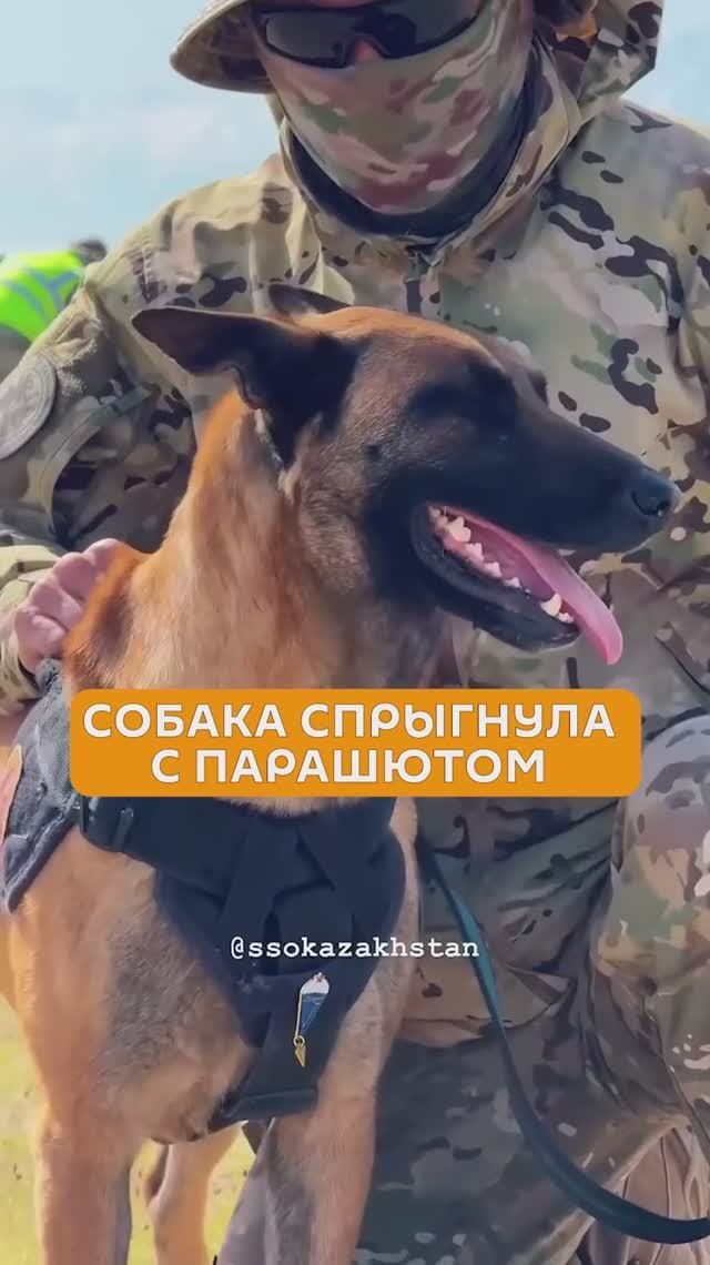 Собака из спецназа спрыгнула с парашютом в Казахстане