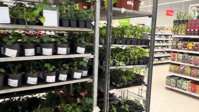 Поехали на работу и пропали в Ашане  туи зелень и маракуйя