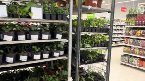Поехали на работу… и пропали в Ашане 😅🛒🌿 туи, зелень и маракуйя