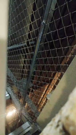 Мы идём гулять с собакой! | 29-апр-2026