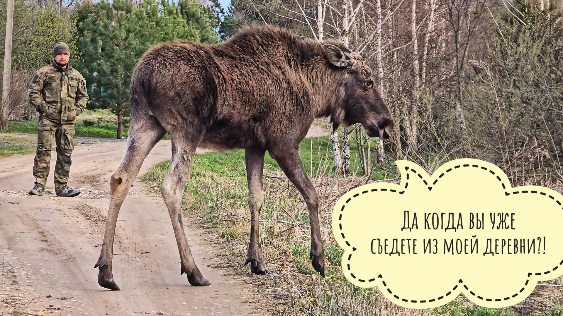 Лось Степан расширяет свой ареал обитания и быкует на Артёма. Пришёл к Ане в гости, а её дома нет!