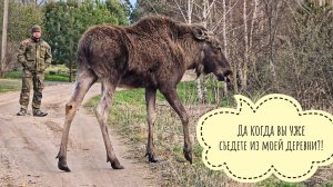 Лось Степан расширяет свой ареал обитания и быкует на Артёма. Пришёл к Ане в гости, а её дома нет!