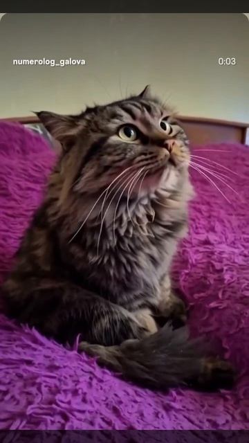 🔥Держу себя в руках....но чувствую, что вырвусь🤣🤣🤣

#юмор
#радуйсяжизни
#смешныевидео 
#котики