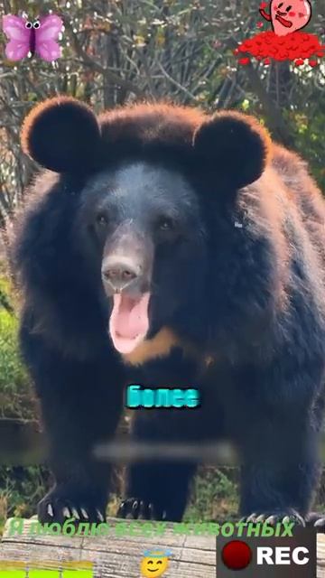 Животные-приколы и не только😉😅