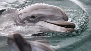 В Черном море впервые за 30 лет проведут перепись дельфинов