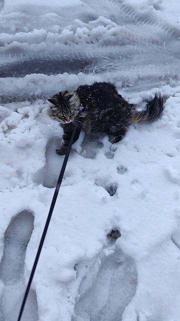 Метель но кошке Бусе все равно. Она хочет гулять.