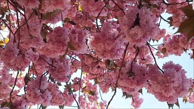 Майское полнолуние - Скажите и луна все исполнит.