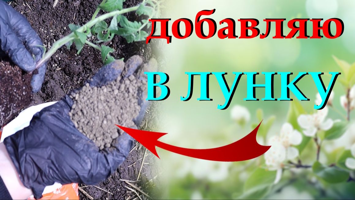 Что добавить в лунку при посадке томатов перцев и баклажанов