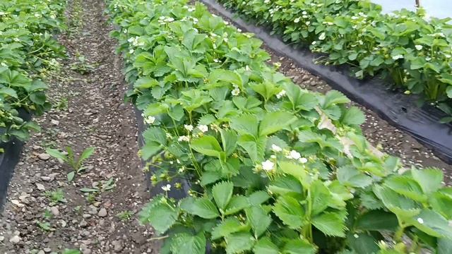 Выращивание земляники садовой в Белореченском районе сорта Клери и Априка
