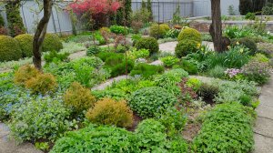 Флоксы, иберис, ифейон, обриета, тюльпаны Бургунди, морозник и белоцветник 27.04.2026 г. Пятигорск