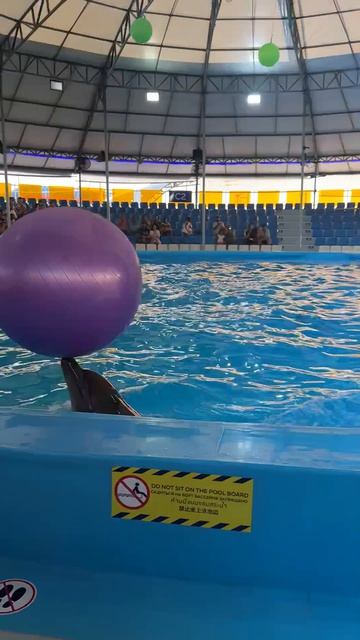 Дельфинарий