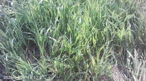 Прополка и полив