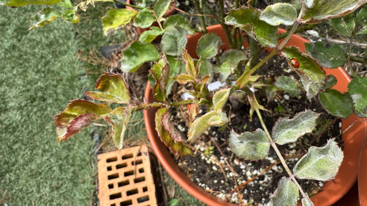 Весна пришла - тля на розы напала, нужно срочно уничтожать.