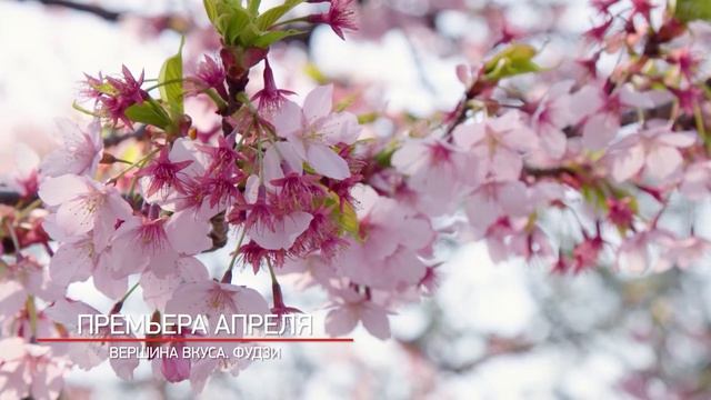 Вершина вкуса Фудзи