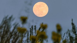 ПОЛНОЛУНИЕ В СКОРПИОНЕ.ТАРО ПРОГНОЗ .ДЛЯ ДОНАТОВ 2203 6203 2128 2044 БАНК БКС