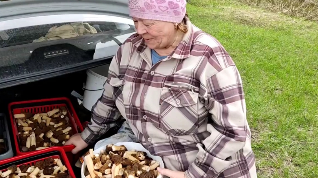 Как растут сморчки // цена на грибы //архив //