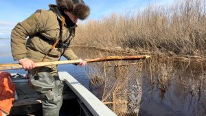 Рыбалка на фитили и сети на севере. И снова Рыба. Гуси-утки летают.