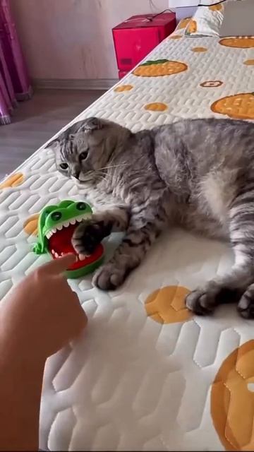 Пушистый winкожаный lose