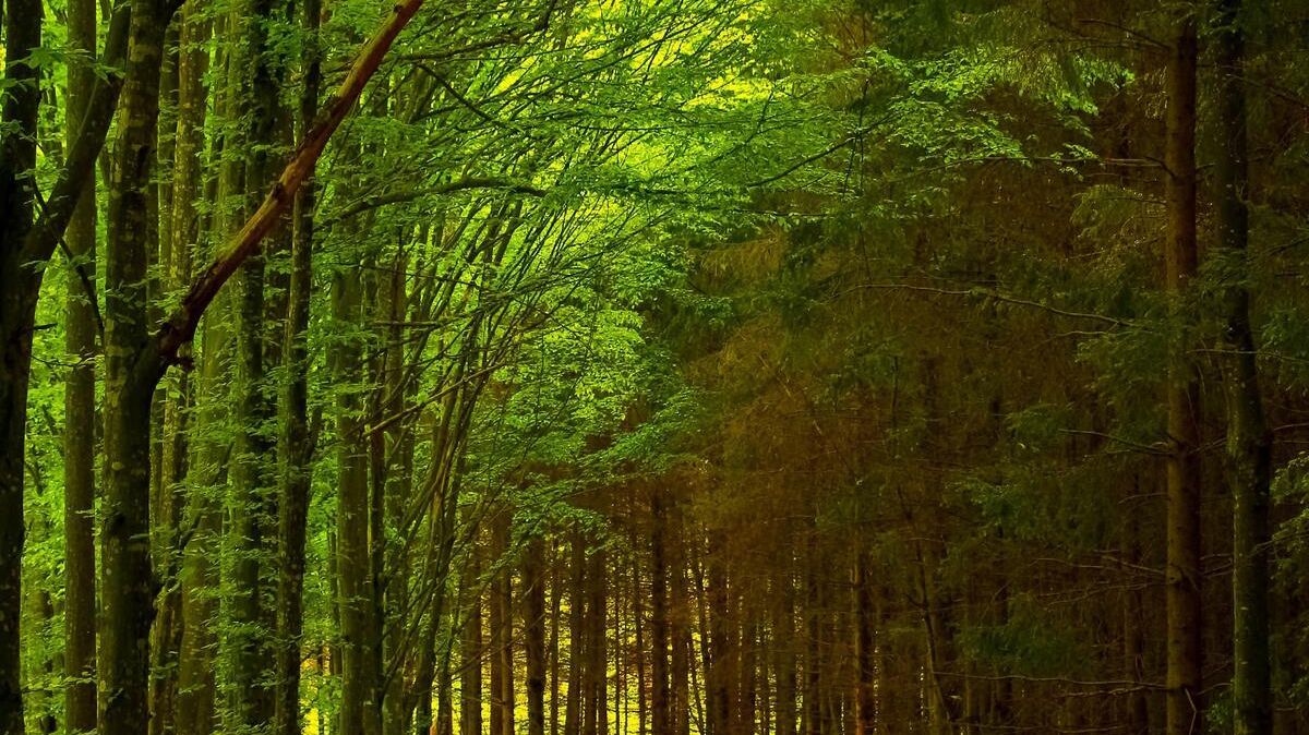 Марина Беляева Лес тебя любит