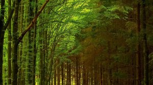 Марина Беляева «Лес тебя любит»