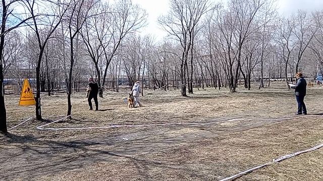 1 Отл. КЧК ЗЕНДАЯ ф. Кифер Ланд +++ №40. КОМСОМОЛЬСК-НА-АМУРЕ 26 апреля`26 Моно немецких овчарок