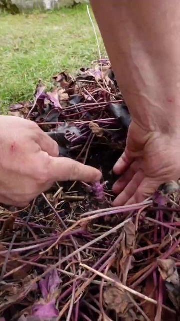 Как не допустить ошибок при выращивании гейхеры.